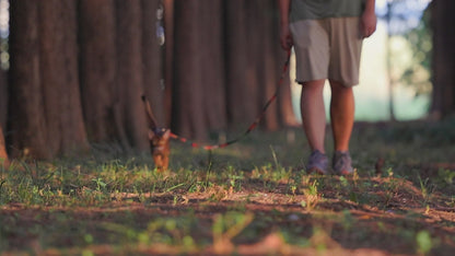 Cat Harness and Leash Set, Cats Escape Proof - Adjustable Kitten Harness